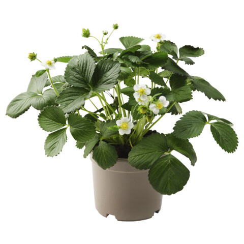 Растение в горшке, клубника, 14 см IKEA FRAGARIA 405.923.78